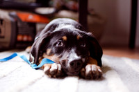 Buddy the Wonderdog | 9.8.2020
